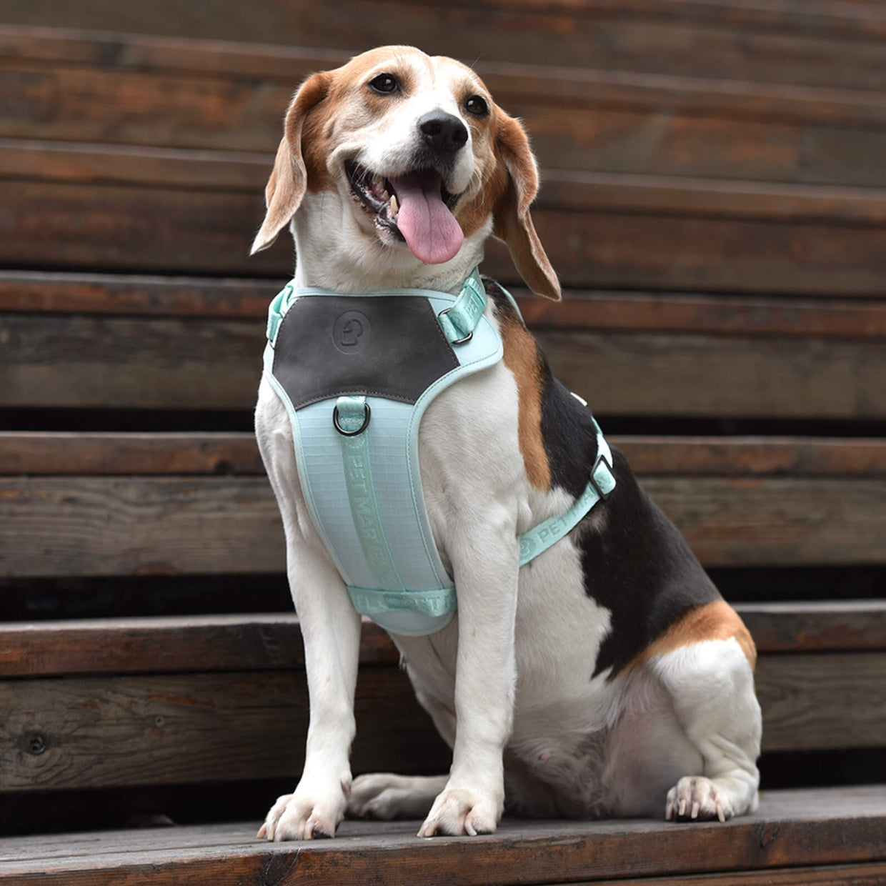 Adjustable Embroidered Stylish Dog Harness